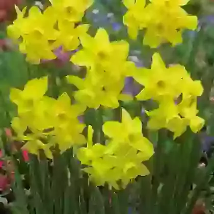 Triandrus Narcissi